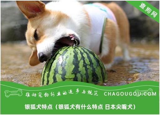 银狐犬特点（银狐犬有什么特点 日本尖嘴犬）